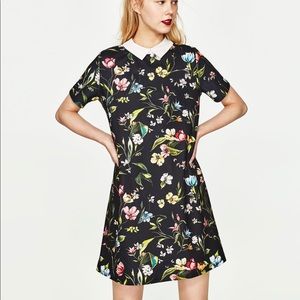 Zara Trafaluc Peter Pan Black Floral Dress